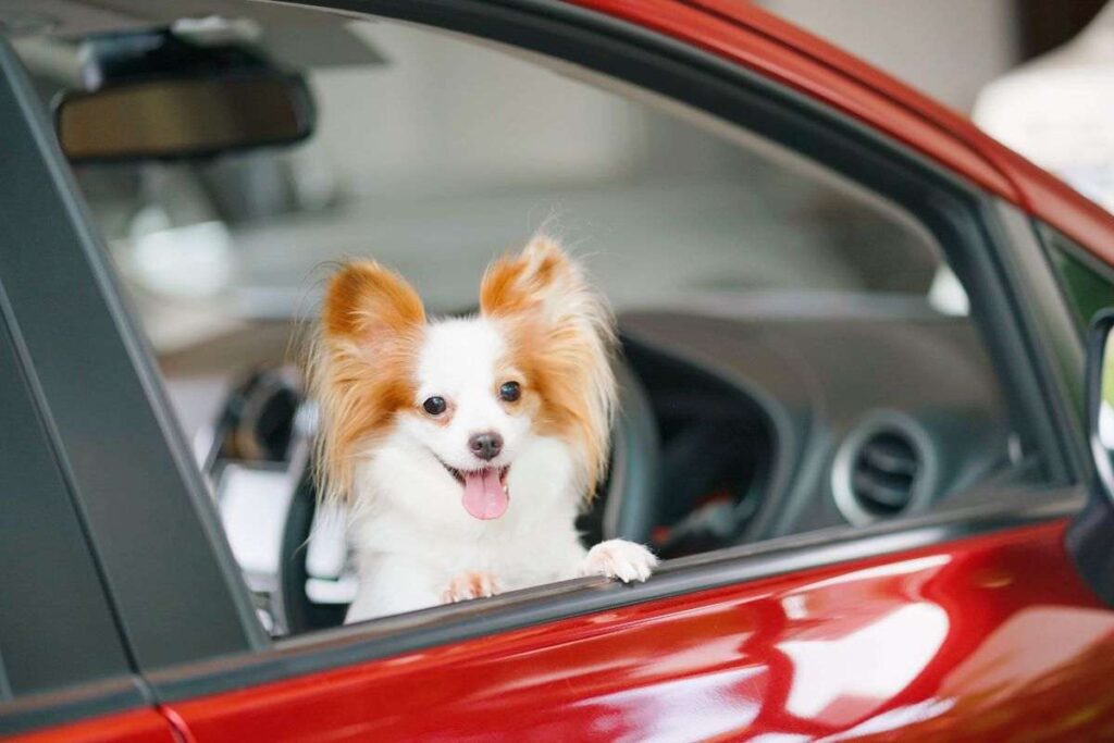 Trasportare Il Cane In Auto A Cosa Fare Attenzione Per Un Viaggio In