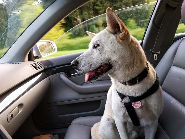 Cani in auto, come comportarsi