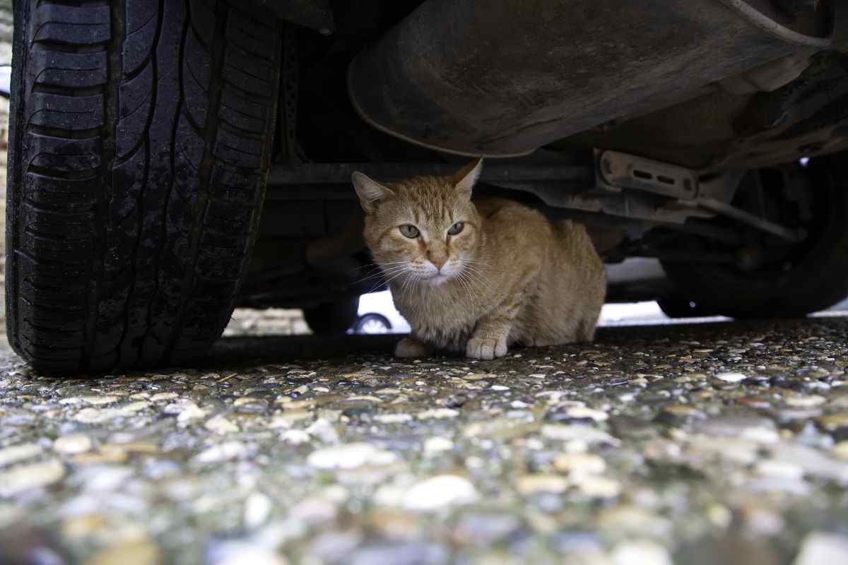 Gatto nascosto sotto il motore di un'auto