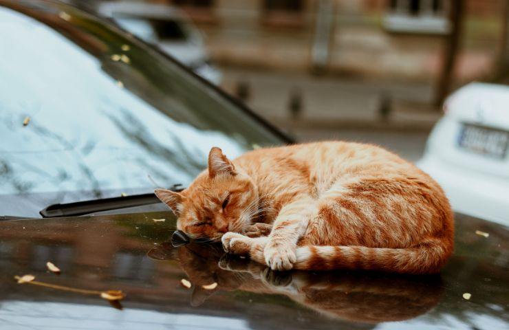 Un gatto riposa sul cofano di un'automobile