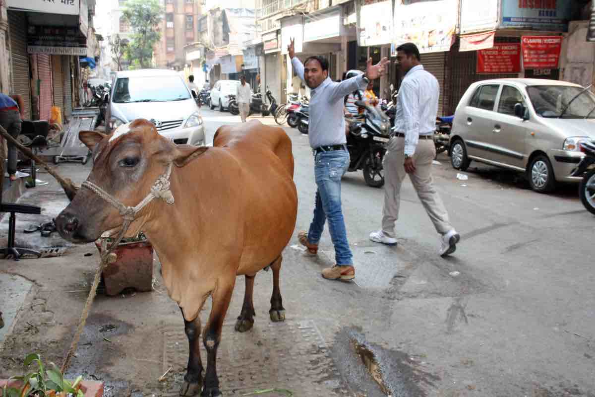 Una vacca sacra in India